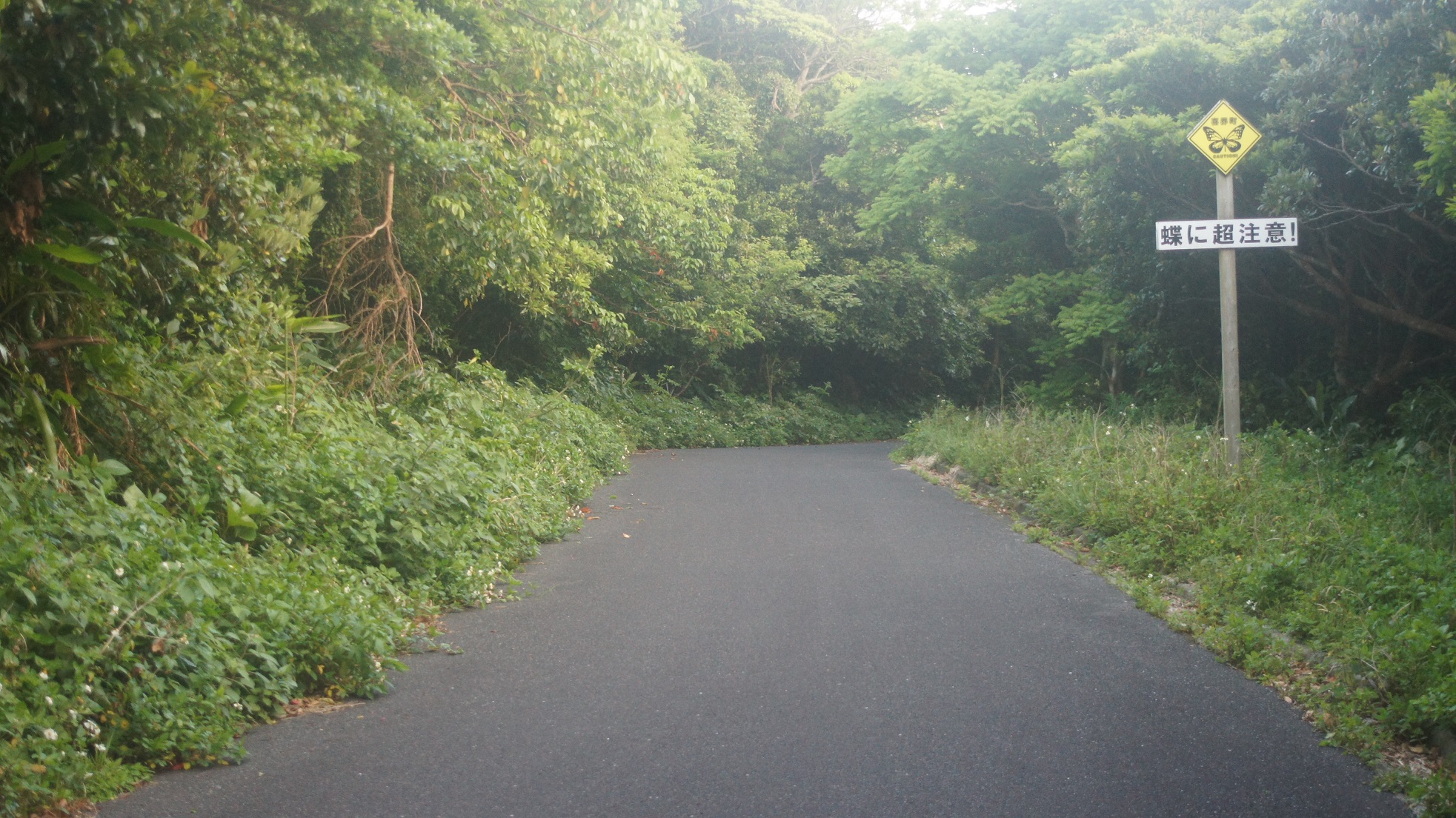 アサギマダラ観察地01